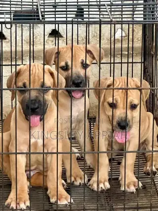 1-3 months Female Purebred Boerboel