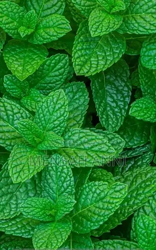 Greenhome Spearmint Leaves