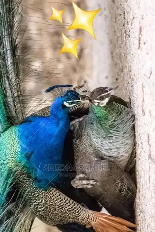 Matured Peacocks for Sale