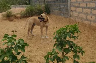 1+ year Male Purebred Presa Canario