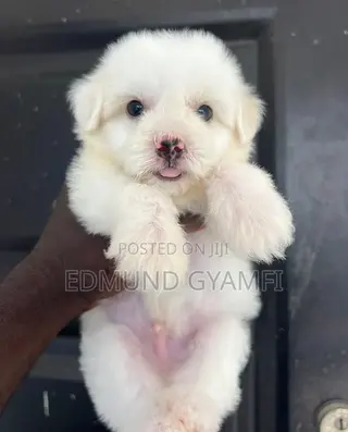 1-3 months Male Purebred Maltipoo