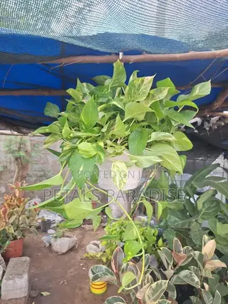 Hanging Pothos for Sale