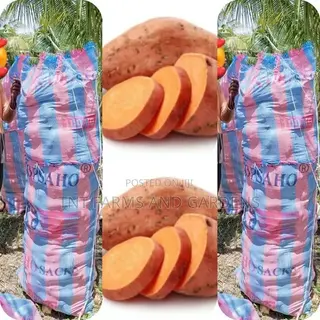 Orange Fleshed Sweet Potato (Beauregard)