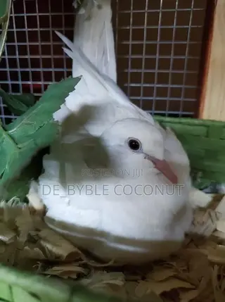 Whites Dove Eggs for Sale