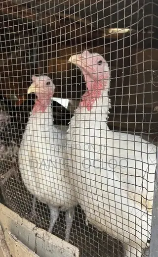 Healthy Turkeys