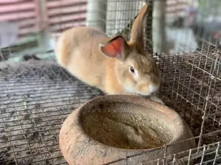 Rabbit for Sale