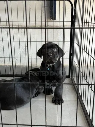1-3 months Male Purebred Cane Corso