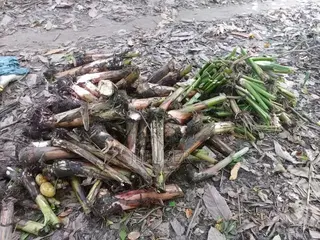 Plantain and Cocoyam Suckers Available