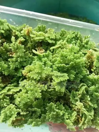 Fastest Azolla, Duckweed, Water Lettuce, Water Lily, Watercress
