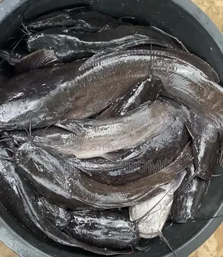 Fresh Catfish