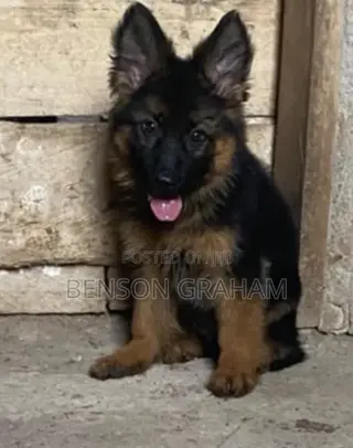 1-3 months Male Purebred German Shepherd