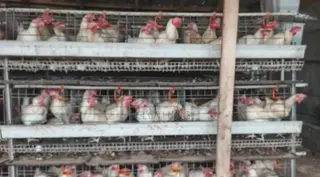 White Chicken Layers for Sale