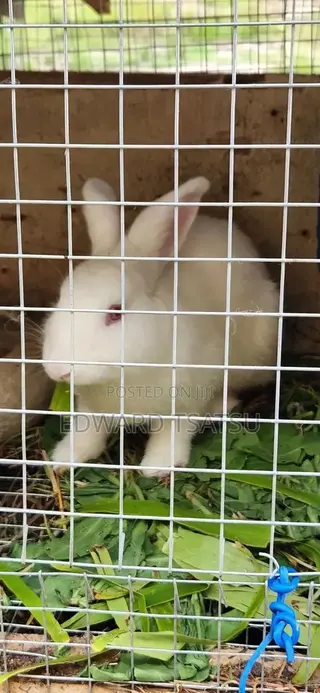 Meet Rabbit