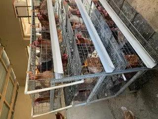Layers Battery Cage System