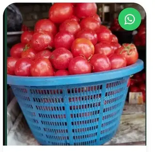 Basket of Tomatoes
