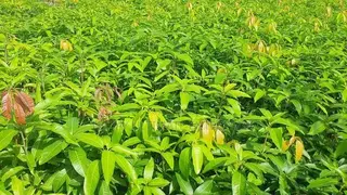 Mango Seedlings