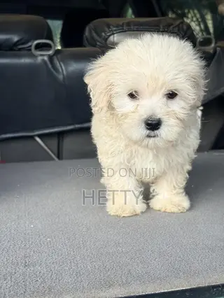 1-3 months Male Purebred Poodle