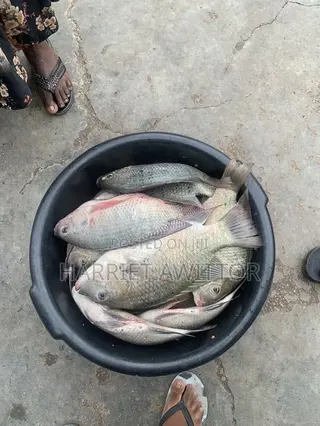 Fresh Tilapia Fish for Sale – Fresh, Tasty & Affordable!