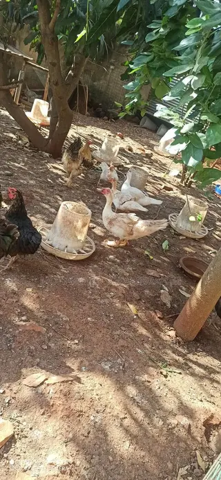 Fully Matured Ducks
