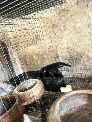 A Female Rabbits With 7 Bunnies