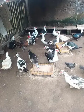 Muscovy Foreign Ducks for Sale