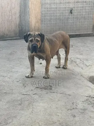 1+ year Female Purebred Boerboel