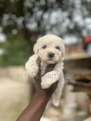 0-1 month Female Purebred Maltese