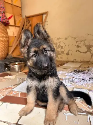 1-3 months Female Purebred German Shepherd