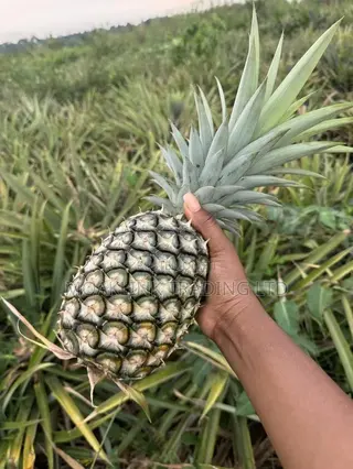 Sugar Loaf Pineapple