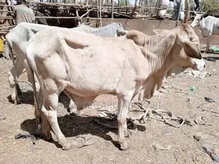 Female Cow's