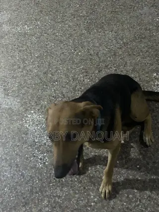 6-12 months Female Purebred German Shepherd