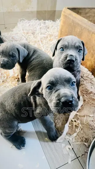 1-3 months Male Purebred Cane Corso
