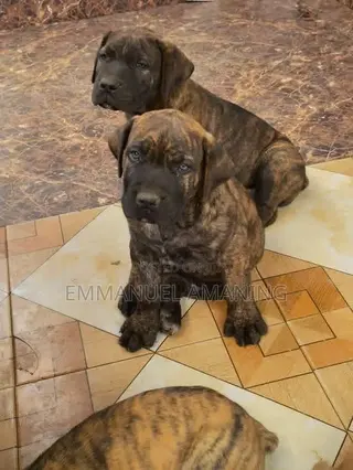1-3 months Male Purebred Boerboel