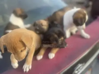 1-3 months Male Mixed Breed Dog
