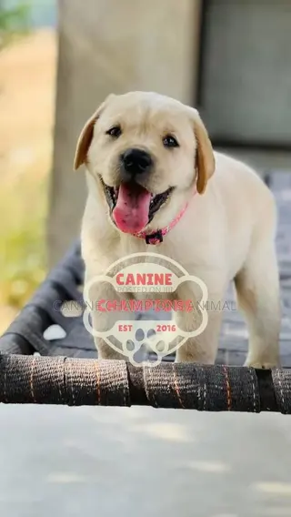 1-3 months Female Purebred Golden Retriever