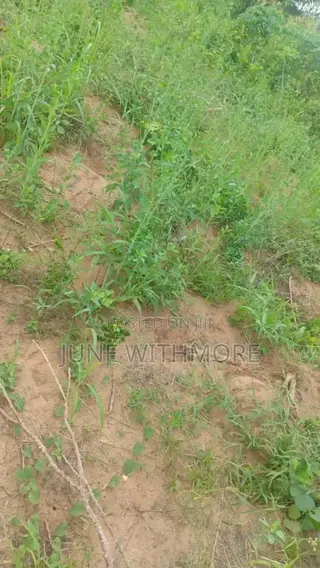 Land for Rent