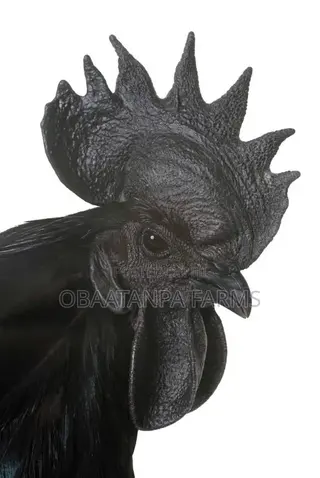 Ayam Cemani Chicks Available