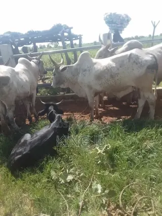 All Kinds of Farm Animals for Sell