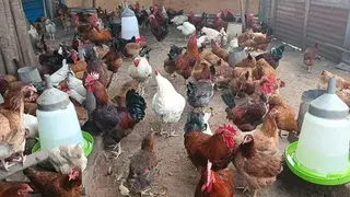 Fulani Giant Local Males Fowls