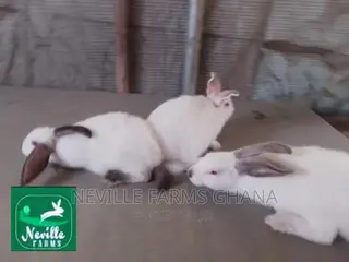 Well Nurtured Rabbits for Meat and Breeding