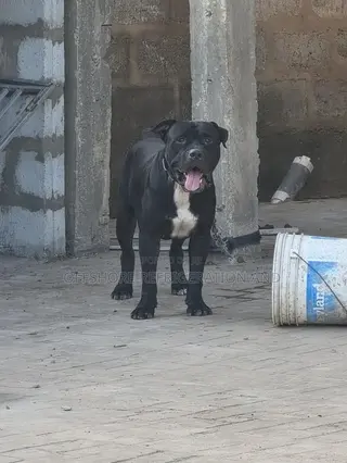 1+ year Male Mixed Breed American Pit Bull Terrier