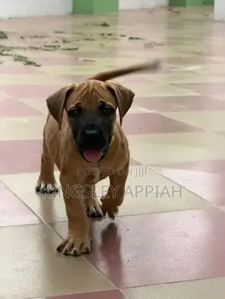 1-3 months Female Purebred Boerboel
