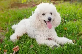 1-3 months Male Purebred Poodle