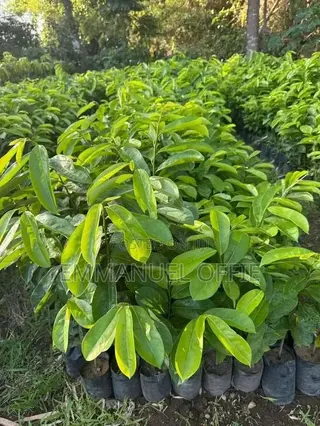 Soursop Seedlings Available