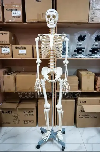 Human Skeleton Model