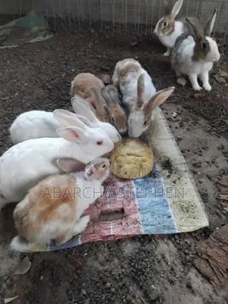 Rabbits for Sale