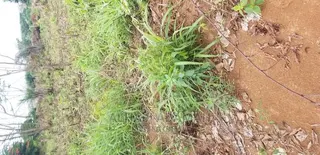Plot for Sale at Kumasi Santasi Darko