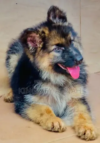 1-3 months Male Purebred German Shepherd