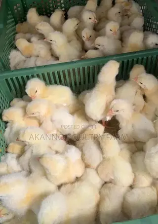 Foreign Day Old Broiler