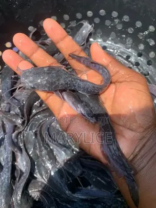 Fish Farming Training
